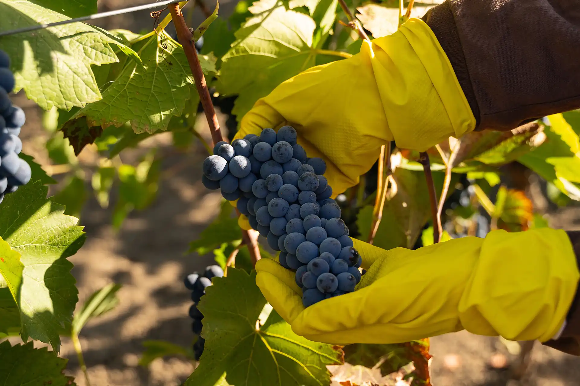 Desbaste de Uvas